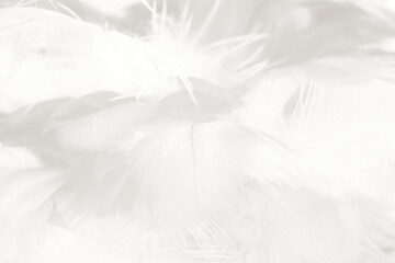 Obraz premium white feather wooly pattern texture background