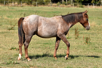 American Quarter Horse Hengstjährlinge