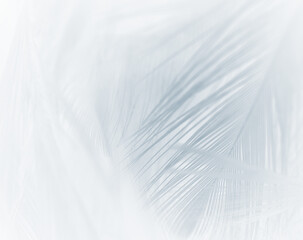 Beautiful white - baby blue feather pattern texture background , pastel color style