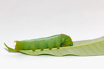 Green worms  on leaves with white background,close up