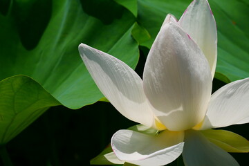 ハスの花(lLotus flower )