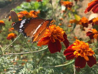 butterfly on flower