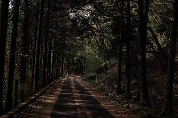 Obraz premium 林道