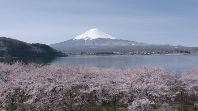 Mt Fuji and Cherry Blossoms in spring at Lake Kawaguchiko