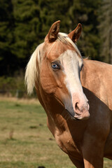 Fototapeta premium American Quarter Horse Hengstjährlinge