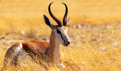 Wild african animals. The springbok (medium-sized antelope) in tall yellow grass against a blue sky. Etosha National park.