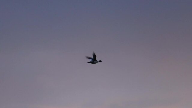 goldeneye flying slowly in the spring twilight