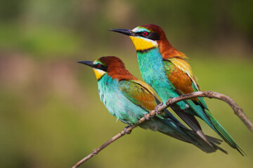 pair of beautiful colorful birds on a branch