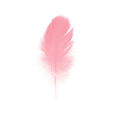  pink feather on white background