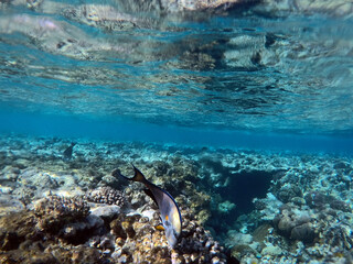 Tropical coral reef. Ecosystem and environment. Egypt. Near Sharm El Sheikh