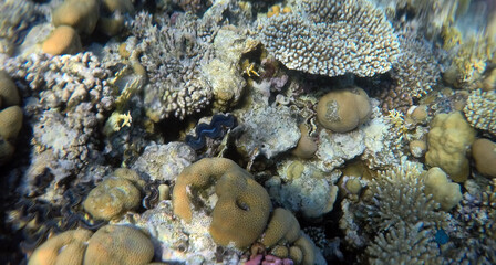 Tropical coral reef. Ecosystem and environment. Egypt. Near Sharm El Sheikh