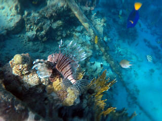 Naklejka na ściany i meble Tropical coral reef. Ecosystem and environment. Egypt. Near Sharm El Sheikh