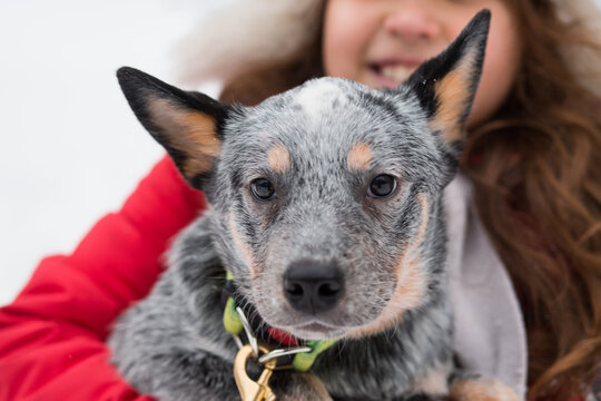 Smiling Caucasian Girl Embracing Blue Healer Puppy In Winter.