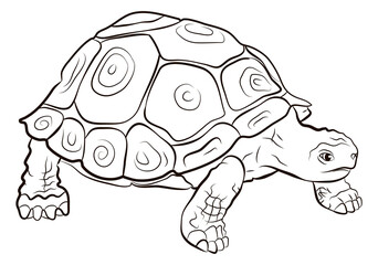 In the animal world. Turtle image. Black and white drawing, coloring book.