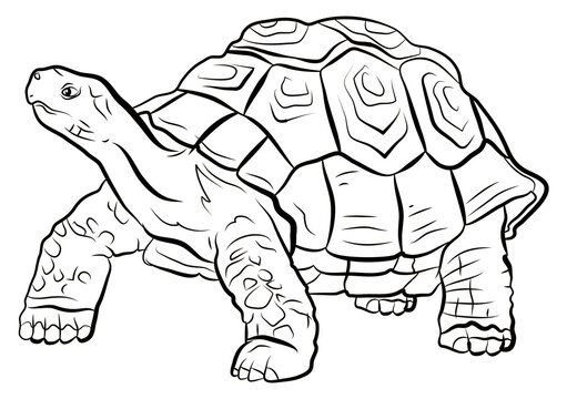 In the animal world. Turtle image. Black and white drawing, coloring book.