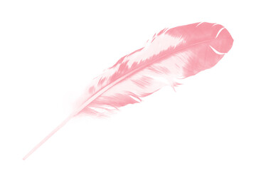 Beautiful soft pink feather flamingo isolated on white background