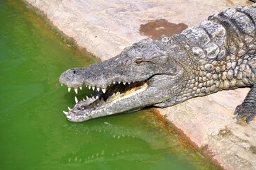 Fototapeta premium A crocodile, an alligator farm in Tunisia, Africa