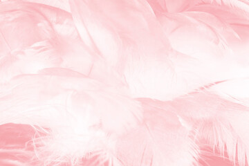 Fototapeta na wymiar Beautiful light pink feather pattern texture background