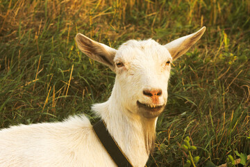 Obraz premium Portrait of chewing goat outdoors