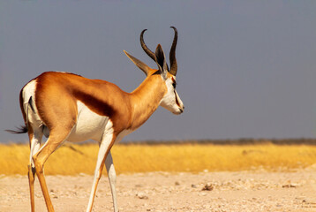 Wild african animals. The springbok (medium-sized antelope) in tall yellow grass against a blue sky. Etosha National park.
