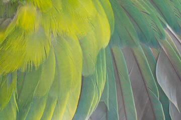 Fototapety  Beautiful macro wing parrot macaw feather pattern  texture background