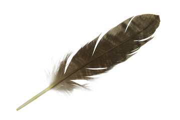 Beautiful  eagle feather isolated on white background