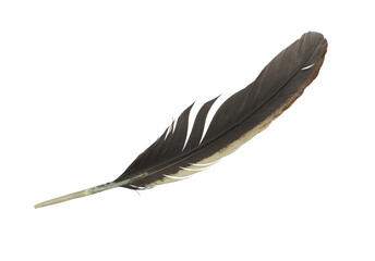 Beautiful eagle feather isolated on white background