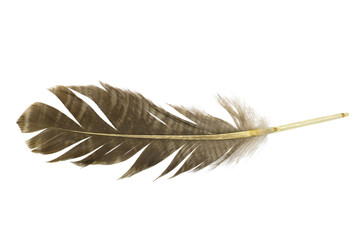 Beautiful  eagle feather isolated on white background