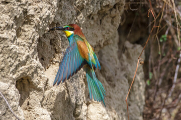 Bienenfresser (Merops apiaster)