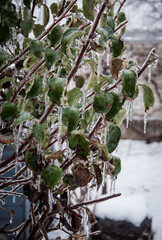 Bush green leaves covered with ice after icy rain. Quality image for your project