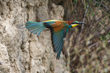 Bienenfresser (Merops apiaster)
