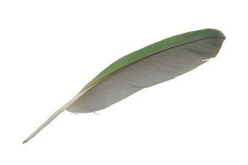 Beautiful macaw parrot feather isolated on white background