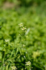 Shepherds purse