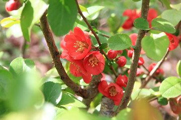 Obraz premium ボケ 神奈川県相模原市の城山地区にある「城山カタクリの里」は個人所有の山林だが、カタクリ他早春の花々で山が賑わいを見せる3月から4月にかけて一般に公開される。