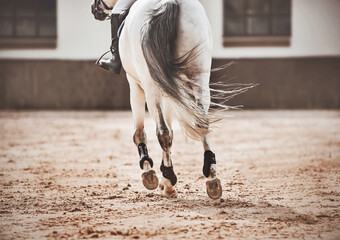 A white horse with a long gray tail is galloping through the outdoor arena, hooves treading on the...
