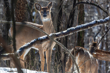 White Tail