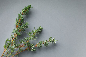 Sprig of thyme on a plate close-up.