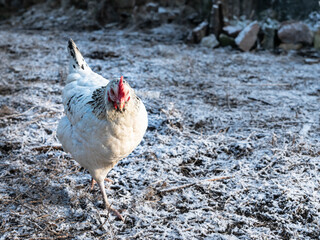 Hen of the Sussex bred in winter