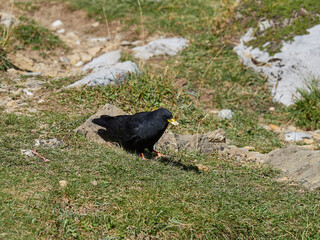 Yellow-billed chough, Pyrrhocorax graculus, in the Ordesa Valley, Spain