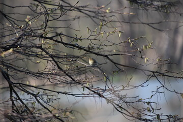 kleiner Vogel mit Futter