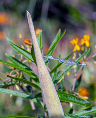 schnura heterosticta,bluetail,damselfly