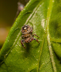 Jumping spider on leaf in garden
