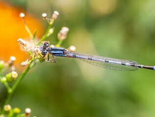 schnura heterosticta,bluetail,damselfly