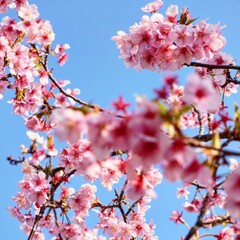 pink cherry blossom