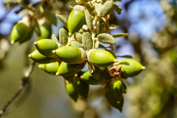 Fototapeta premium Oak tree acorns with leaves and branches on a green background and blur. 