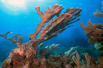 Fototapeta na wymiar Elkhorn coral ,Acropora palmata