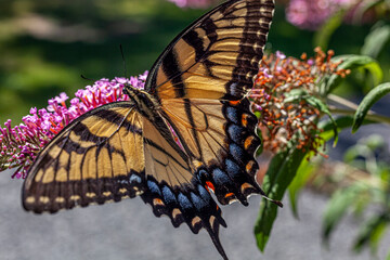 Papilio glaucus, eastern tiger swallowtail,