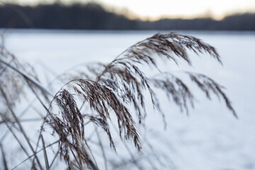 Dry reeds covered with white snow on the lake at dusk. Snow-covered dry grass bends. Soft focus. Winter natural background.  Abstract concept. Kuskovo park in Moscow, Russia.  