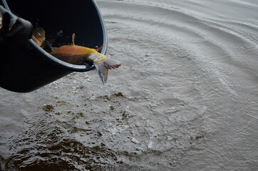 Forelle Stör Angelteich Fische