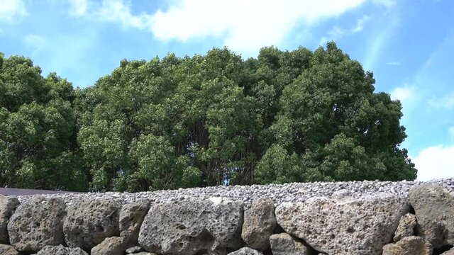 A video showing the blue sky, trees swaying in the wind and a nice stone wall.